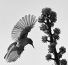 ACCEPTANCE.....Ray Sutton